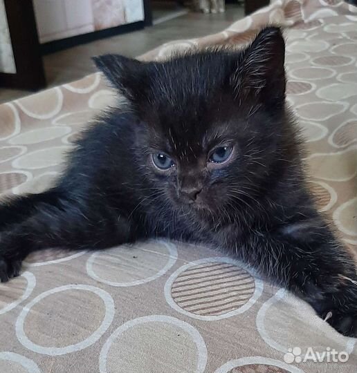 Отдам котёнка. Мальчик. Доставка