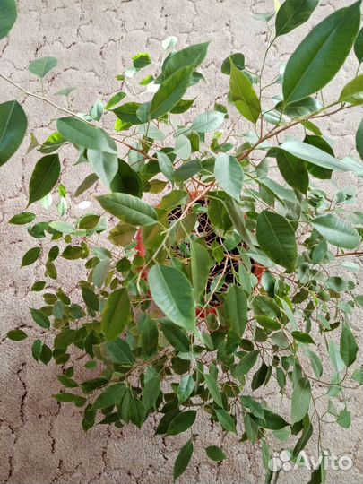 Фикус бенджамина пестролистный