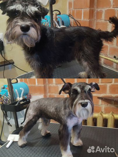 Стрижка животных