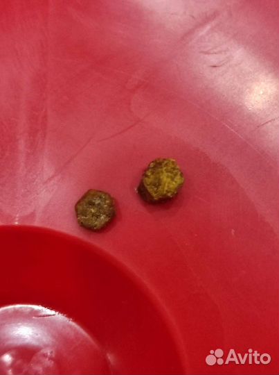 Свежая пчелиная пыльца (перга)