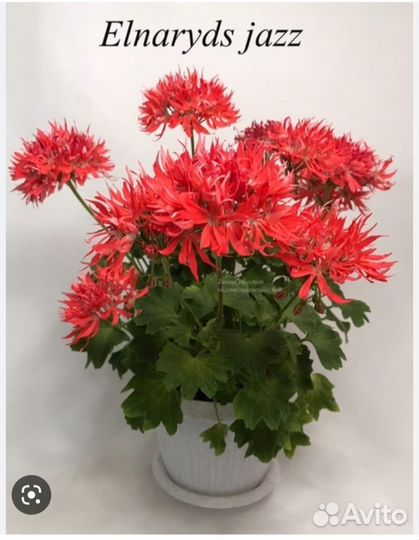 Пеларгония стеллар