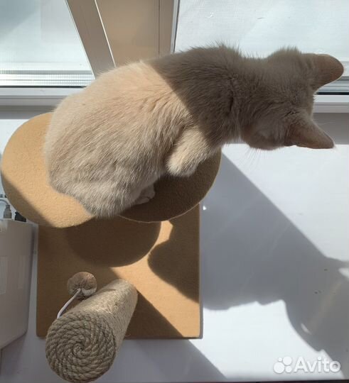 Британский котенок