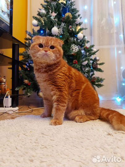 Шотландский кот вязка