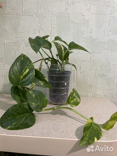 Сциндапсус