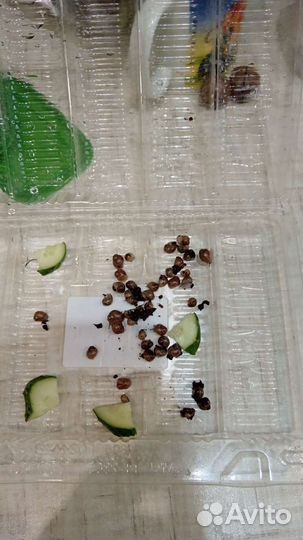 Улитки ахатины бесплатно