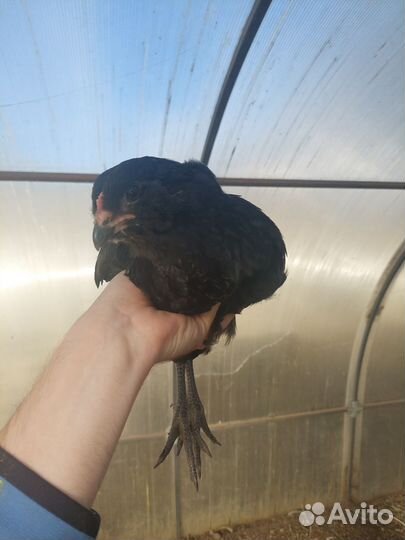 Амераукана