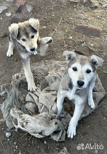 Щенок в добрые руки