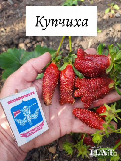 Продажа клубники