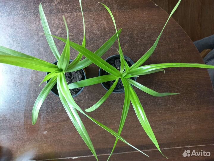 Пальма панданус