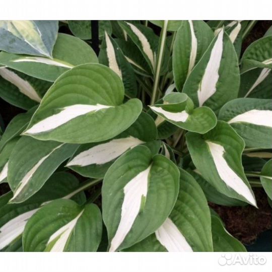 Хосты разные