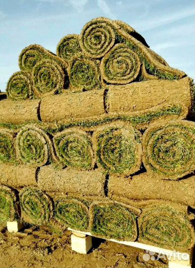 Рулонный газон