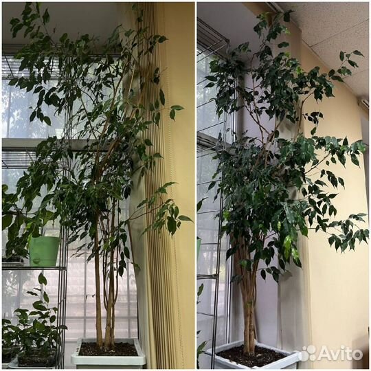 Фикус бенджамина диффенбахия замиокулькас взрослые