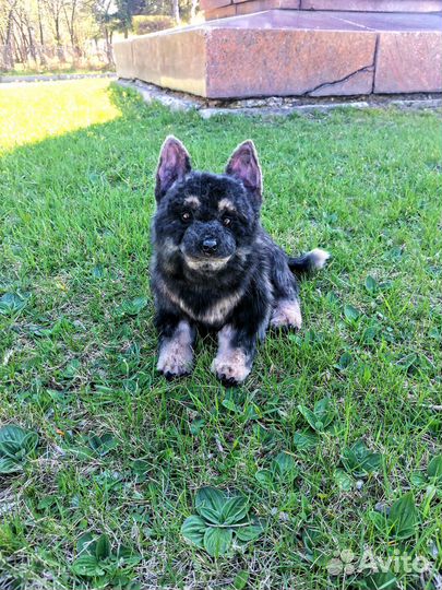 Собака реалистичная игрушка овчарка