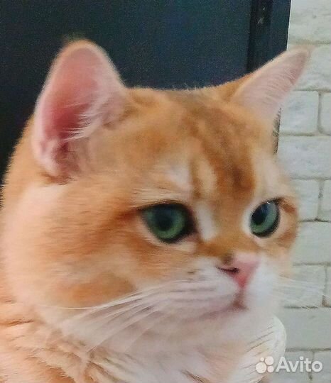 Британский кот, вязка