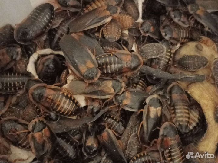 Аргентинский таракан blaptica dubia