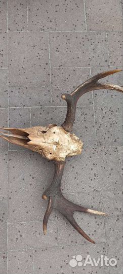 Продам рога лося