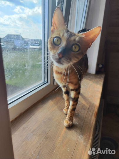 Бенгальская кошка в добрые руки