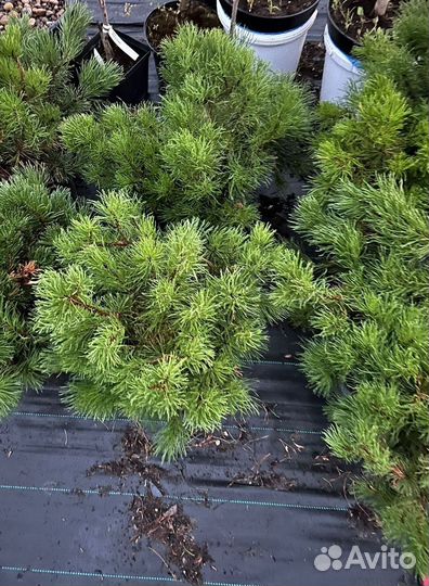 Сосна Горная В Ассортименте