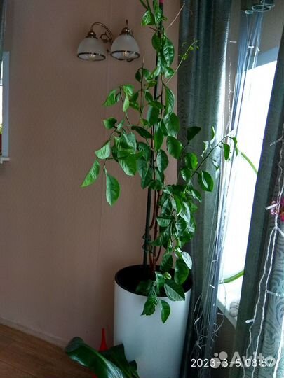 Продам цветы комнатные