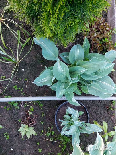 Хоста растение