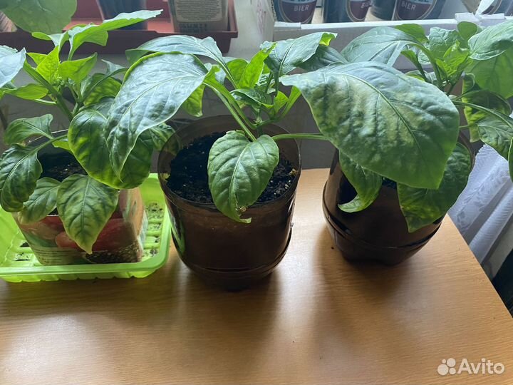 Рассада помидор, перец, баклажаны