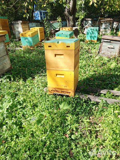 Продажа ульев полипропиленовых новые дадан