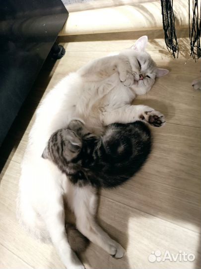 Котята шотландцы