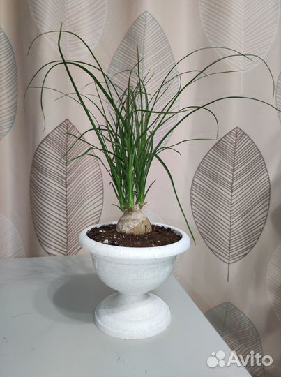 Бокарнея нолина