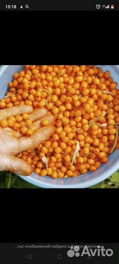 Облепиха ягоды