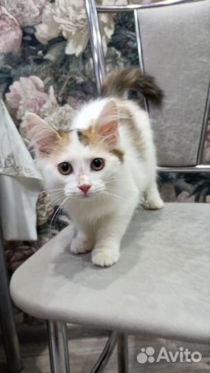 Котенок в добрые руки