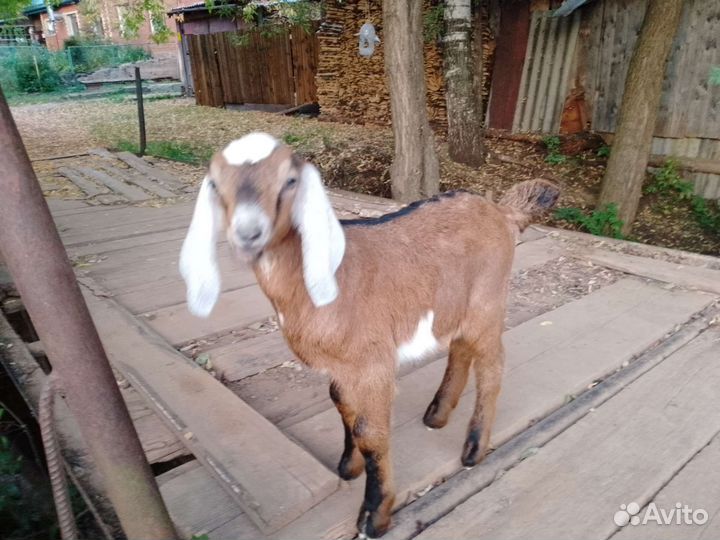 Нубийсие козы козлы козлята
