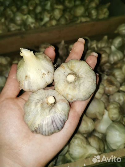 Чеснок домашний