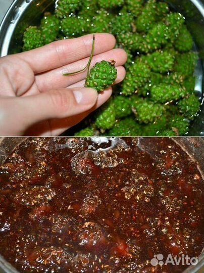 Варенье из сосновых шишек