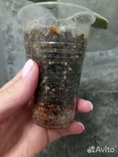 Хоя cv. argentea picta variegata