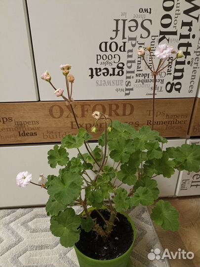 Герань пеларгония MD DOR