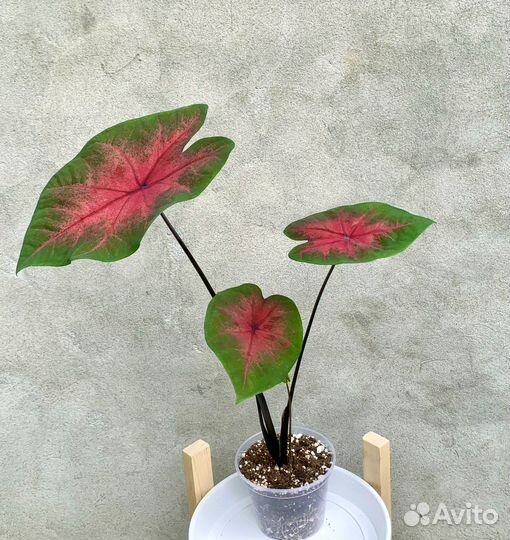 Каладиум Postman Joyner