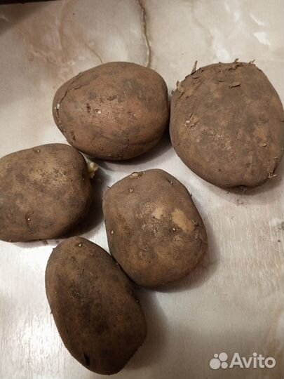 Продам картофель домашний
