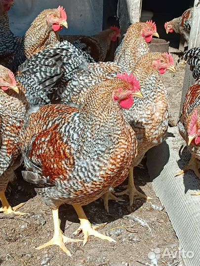 Куры,Петухи Билефельдер