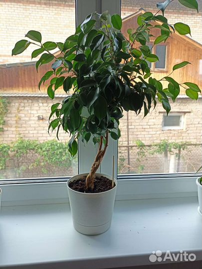 Фикус бенджамина