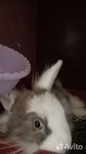 Декоративный кролики в добрые руки