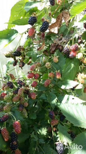 Ежевика, малина саженцы