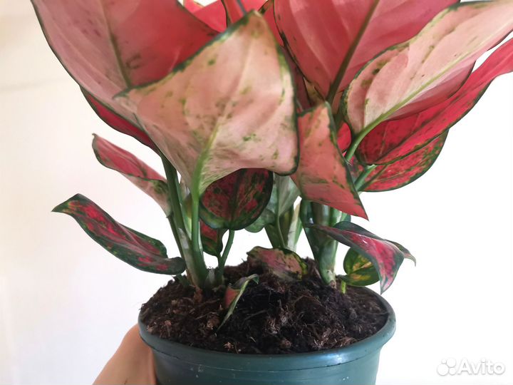 Аглаонема Super red