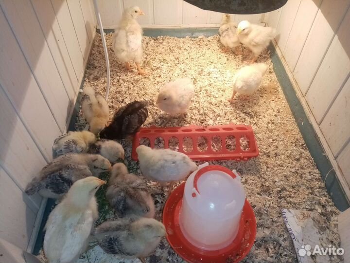 Яйцо куриное для инкубации