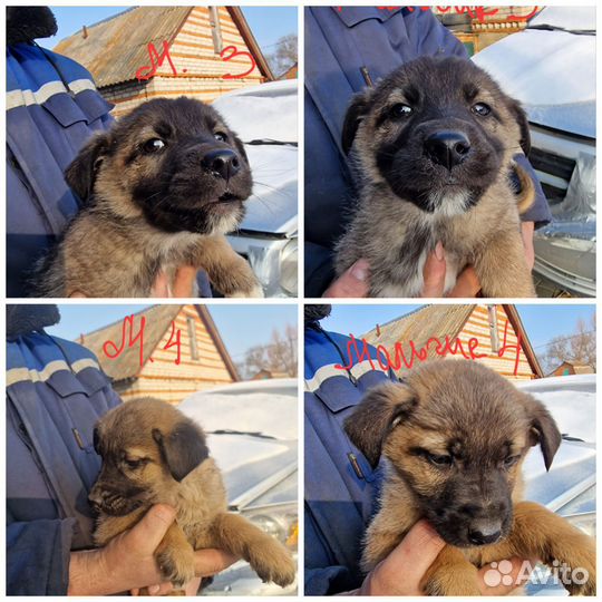 Очаровательные и очень умные щенки