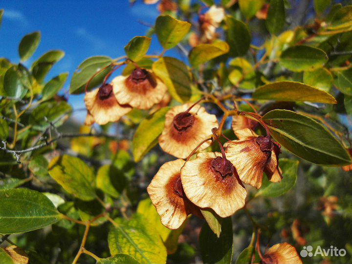 Мед фиолентовский, горный крымский