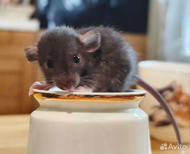 Крысы и Крысята