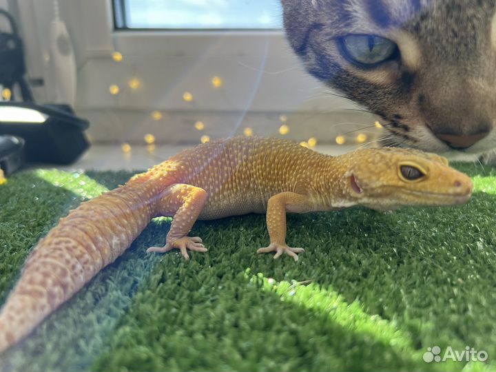 Эублефар самка