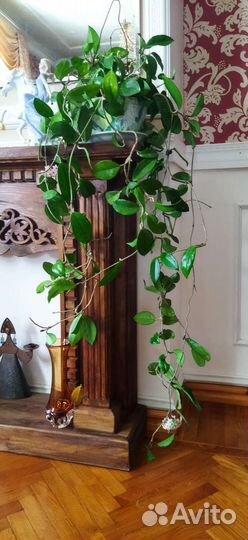 Растения комнатные