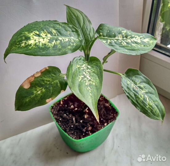 Диффенбахия