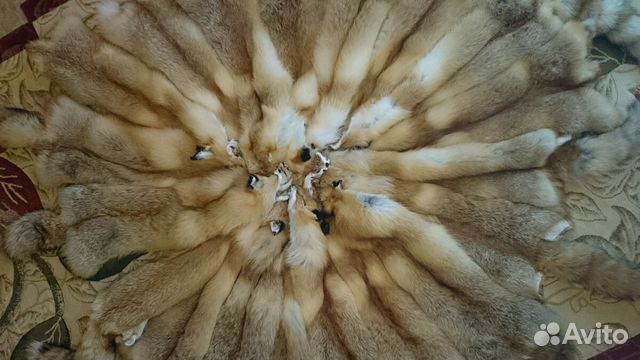 Шкуры лисы